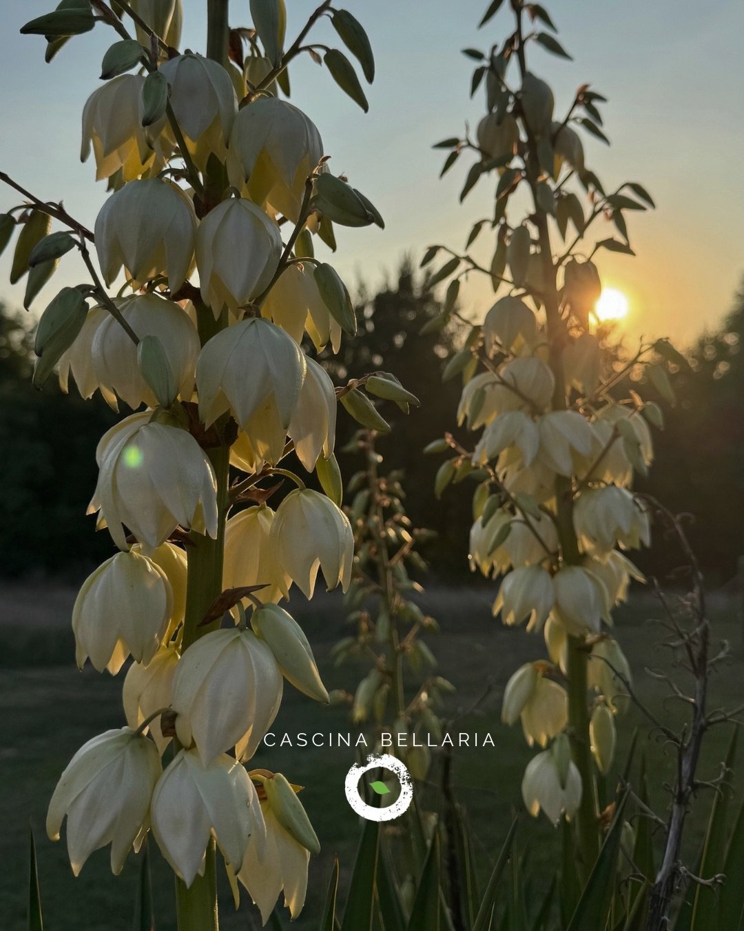ANCHE LA CASCINA RALLENTA🍂
Dopo una lunga estate fatta di incontri, musica, eventi e corsi di formazione, in Cascina Bellaria regna il silenzio, tutto rallenta e si lascia avvolgere dai colori dell’autunno.
Ma qualcosa continua a muoversi🌱
Ci sono idee che prendono forma, progetti che crescono e tante novità a cui stiamo lavorando, anche lontano dagli occhi di chi ci viene a trovare.
È proprio nei momenti più silenziosi che nascono le cose più belle.
L’autunno e l’inverno saranno il tempo per preparare tutto ciò che verrà. E noi non vediamo l’ora di accogliervi di nuovo✨
.
.
.
#livemusicitalia #musicclubalessandria #cascinabellaria #yogaalessandria #vacanzeitaliane #cibosalutare #eventialessandria #eventimusicali #concertialessandria #sezzadio #cucinakm0 #alessandria #agriturismoalessandria #agriturismovegetariano #piscinaalessandria #centroyogapiemonte #cucinavegetale #agriturismoyoga